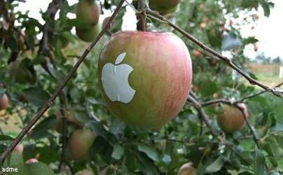 Японские фанаты Apple вырастили яблоки с образом iPod и логотипом компании