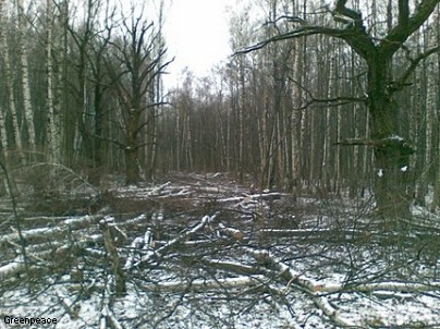 Гринпис собирает подписи под обращением к Президенту РФ с требованием восстановить государственную лесную охрану