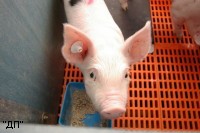 Отечественных свиней вырастят в Пскове